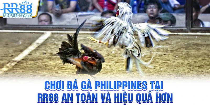 Chơi đá gà Philippines tại RR88 an toàn và hiệu quả hơn