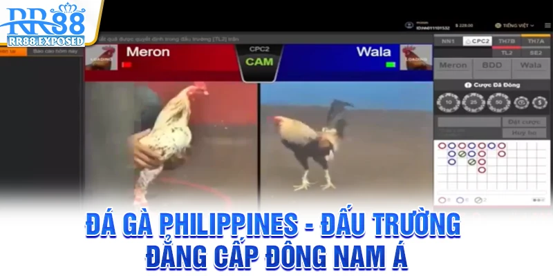 Đá gà Philippines - Đấu trường đẳng cấp đông nam á