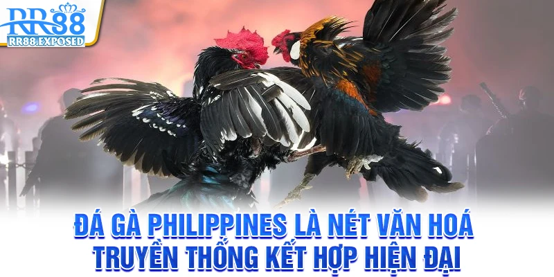 Đá gà Philippines là nét văn hoá truyền thống kết hợp hiện đại