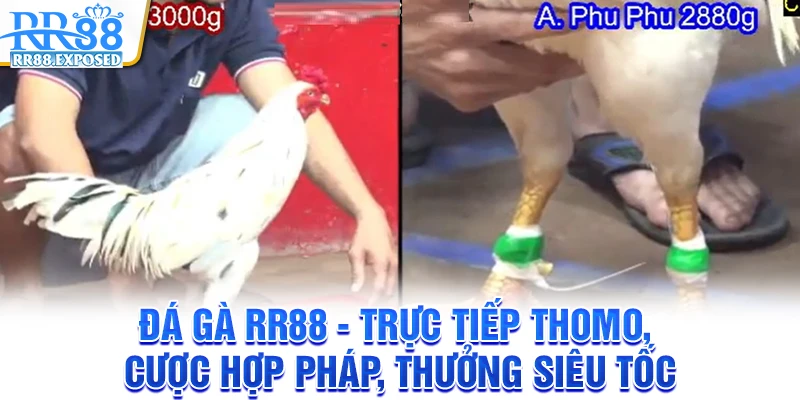 Đá gà RR88 - Trực tiếp Thomo, cược hợp pháp, thưởng siêu tốc