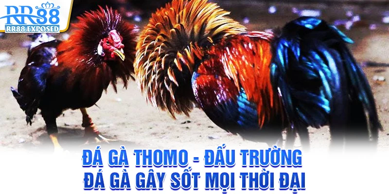 Đá gà Thomo - Đấu trường đá gà gây sốt mọi thời đại