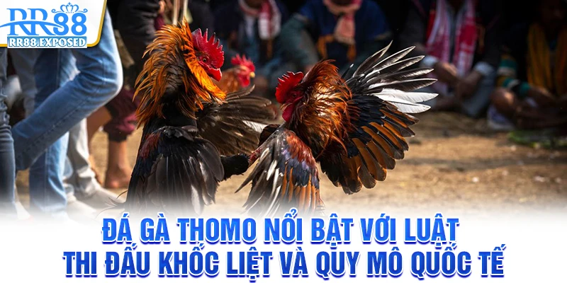 Đá gà Thomo nổi bật với luật thi đấu khốc liệt và quy mô quốc tế