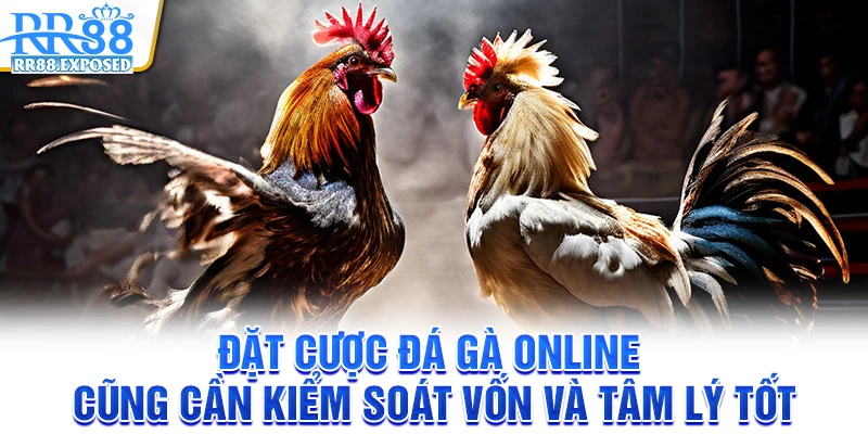 Đặt cược đá gà online cũng cần kiểm soát vốn và tâm lý tốt
