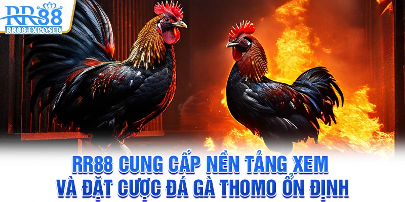 RR88 cung cấp nền tảng xem và đặt cược đá gà Thomo ổn định