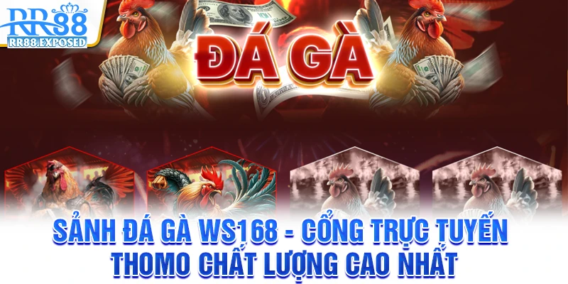 Sảnh đá gà WS168 - Cổng trực tuyến thomo chất lượng cao nhất
